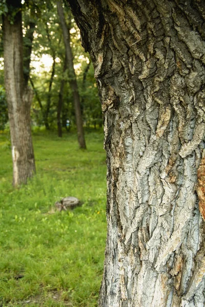 Árvores Área Relaxamento Parque — Fotografia de Stock