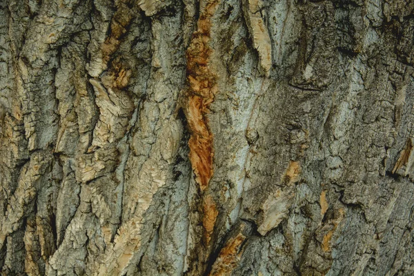 Casca Uma Árvore Perto — Fotografia de Stock