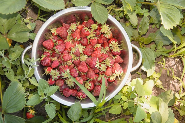 Red Strawberry Close — Stock Photo, Image