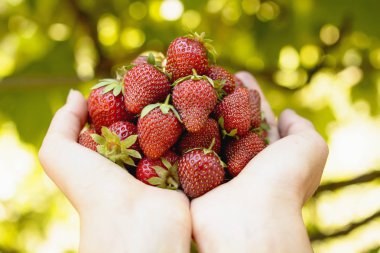 Kırmızı çilek. Yakın çekim.