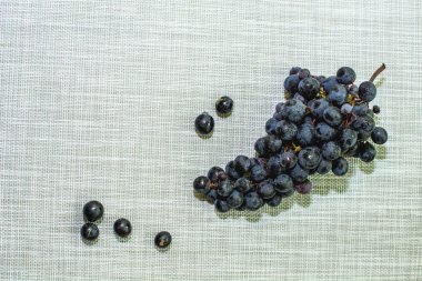 Mavi Olgun üzüm Şubesi