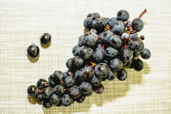 Ein Zweig Blauer Reifer Trauben — Stockfoto