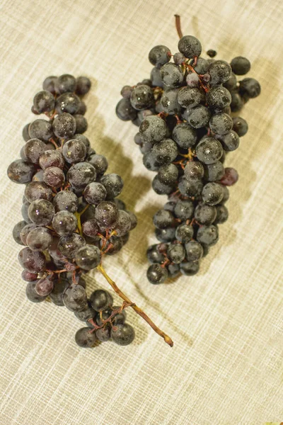 Een Tak Van Blauwe Rijpe Druiven — Stockfoto