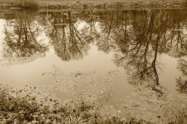Sudaki ağaçların yansıması
