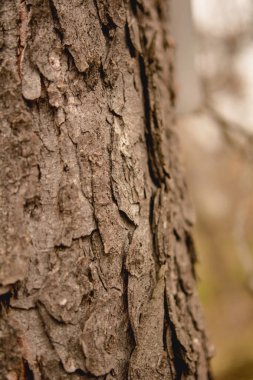 Closeup ağaç kabuğu arka plan