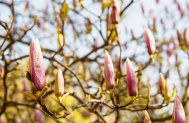 Manolya ağacı çiçek