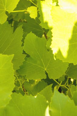 Yaz aylarında Yeşil üzüm