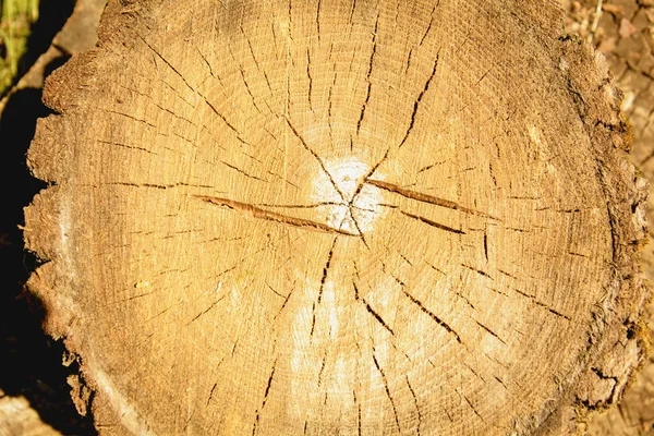 Kış Için Odun Ülkenin Hazırlanması — Stok fotoğraf