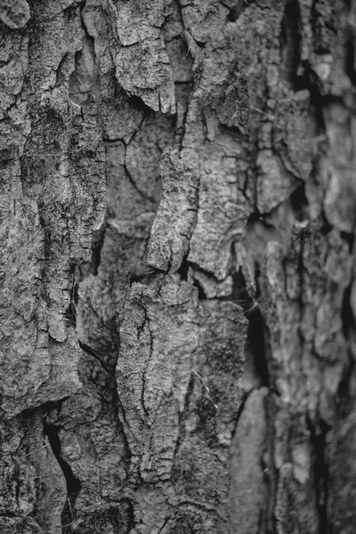 Gros Plan Arbre Écorce Fond — Photo