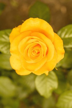 Yaz aylarında çiçek açan bir gül tomurcuğu