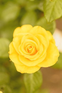 Yaz aylarında çiçek açan bir gül tomurcuğu