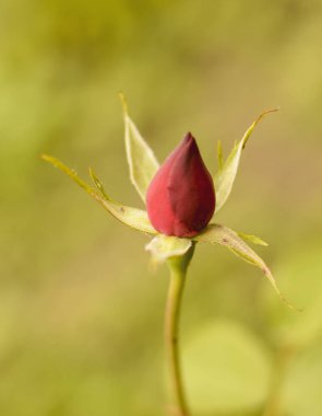 Yaz aylarında çiçek açan bir gül tomurcuğu