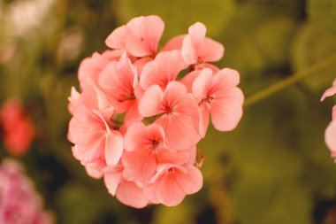 Çiçek tomurcuk içinde yaz