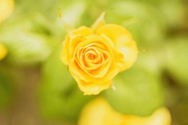 Yaz aylarında çiçek açan bir gül tomurcuğu