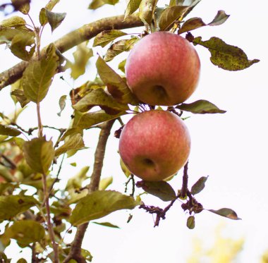 Yaz aylarında bir ağaç üzerinde elma