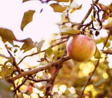 Yaz aylarında bir ağaç üzerinde elma