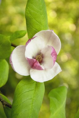 Manolya ağacı çiçek