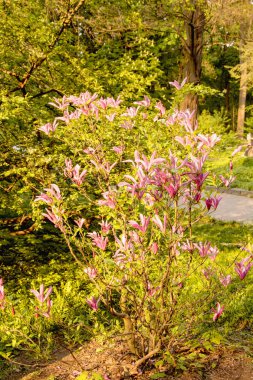 Manolya ağacı çiçek