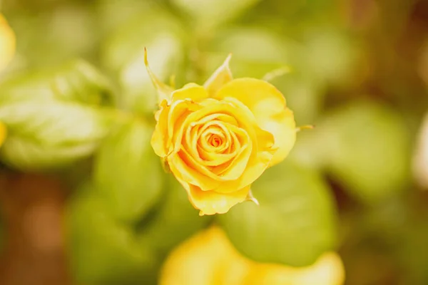 Bud Blooming Rose Summer — Stock Photo, Image