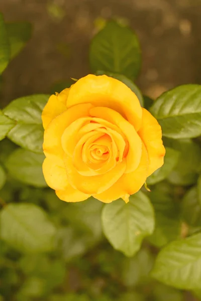 Bud Uma Rosa Florescente Verão — Fotografia de Stock