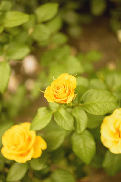 Bud Blooming Rose Summer — Stock Photo, Image