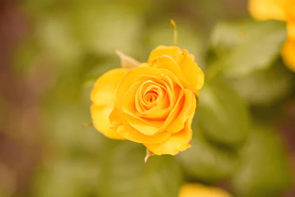 Bud Blooming Rose Summer — Stock Photo, Image