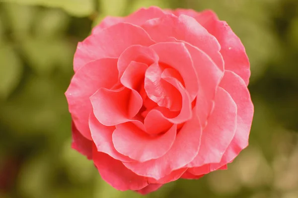 Bud Blooming Rose Summer — Stock Photo, Image