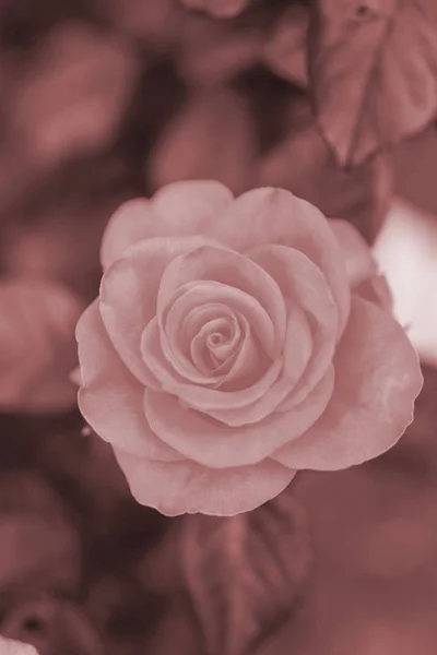 Bud Blooming Rose Summer — Stock Photo, Image