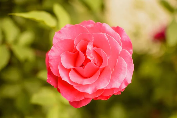 Bud Blooming Rose Summer — Stock Photo, Image