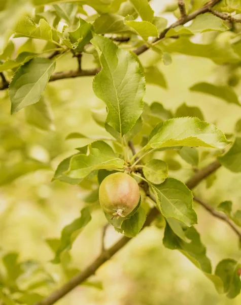 Päron Ett Träd Sommar — Stockfoto