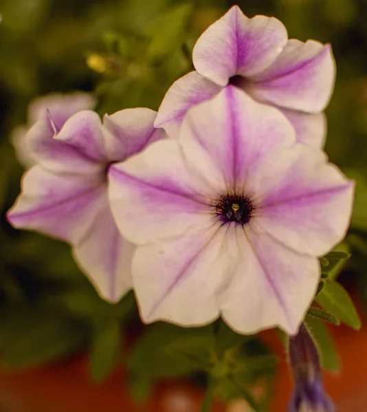 Flower Bud Nyáron — Stock Fotó