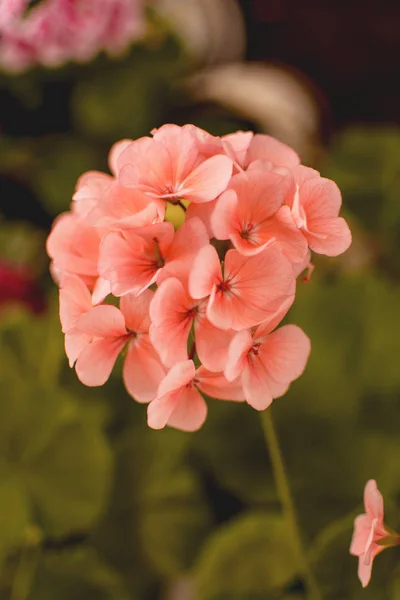Flower Bud Summer — Stock Photo, Image