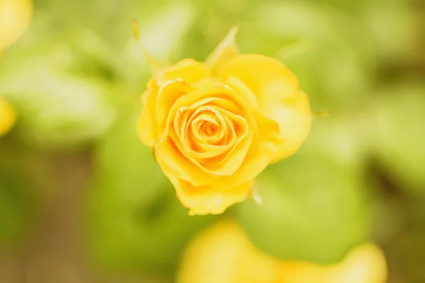 Bud Blooming Rose Summer — Stock Photo, Image