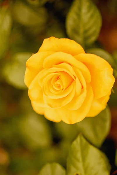 Bud Blooming Rose Summer — Stock Photo, Image