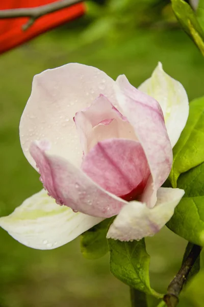 Magnolia Tree Bloom — Stock Photo, Image