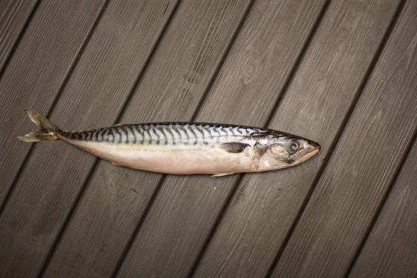 Makrill Fisk Innan Tillagning — Stockfoto