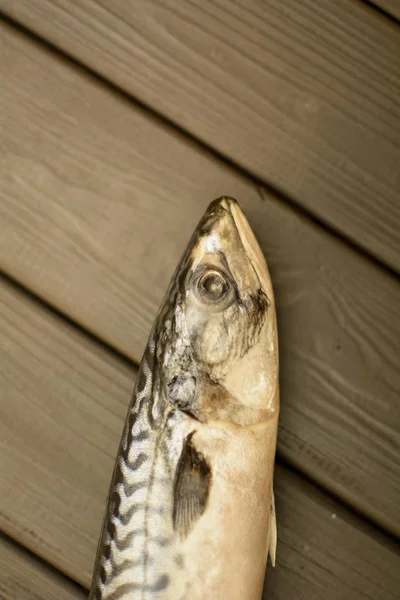 Macrou Pește Înainte Gătit — Fotografie, imagine de stoc