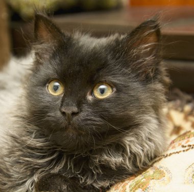 Küçük gri tüylü kedi