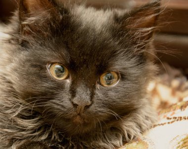 Küçük gri tüylü kedi