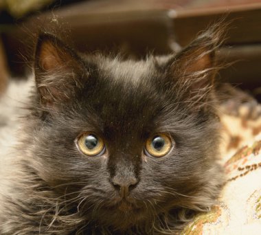 Küçük gri tüylü kedi