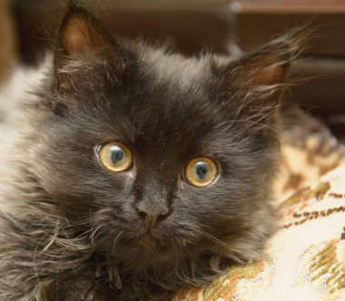 Küçük gri tüylü kedi