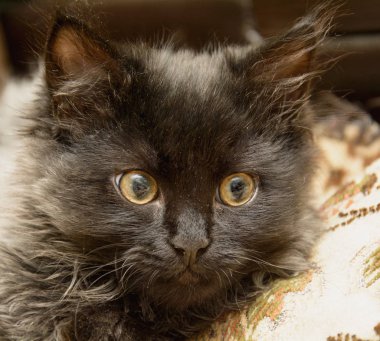 Küçük gri tüylü kedi