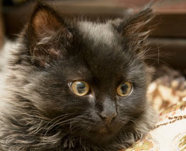 Küçük gri tüylü kedi