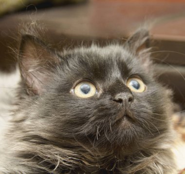 Küçük gri tüylü kedi