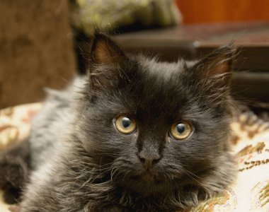 Küçük gri tüylü kedi