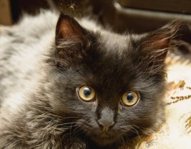 Küçük gri tüylü kedi