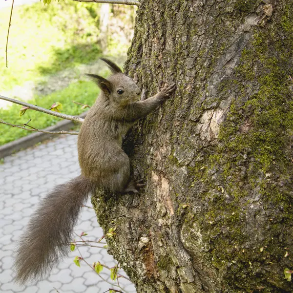 Eichhörnchen Grünen Wald — Stockfoto