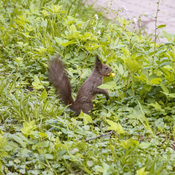 Eichhörnchen Grünen Wald — Stockfoto