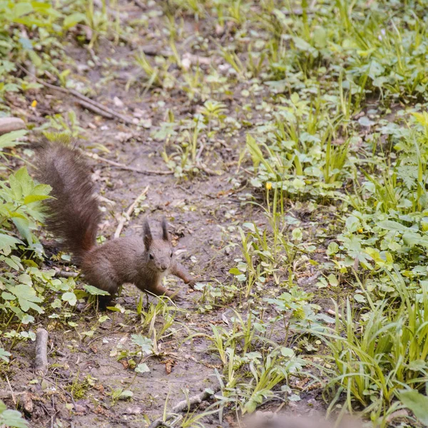 Wiewiórka Zielonym Lesie — Zdjęcie stockowe