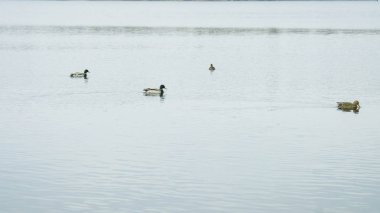 Büyük nehirde vahşi ördekler